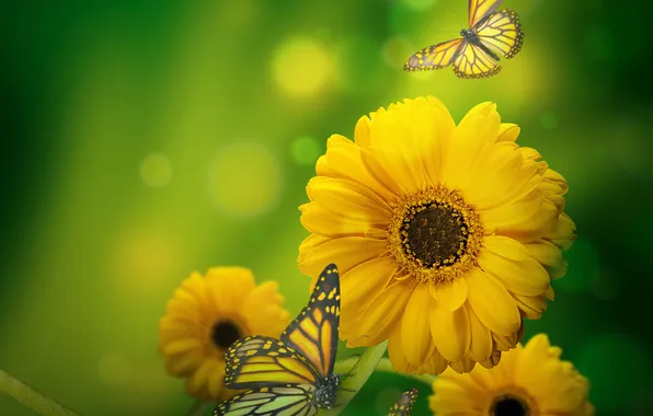 Butterfly, flowers, glare, yellow, green background