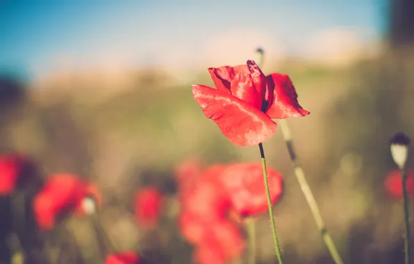 Flower, summer, red, Mac, petals