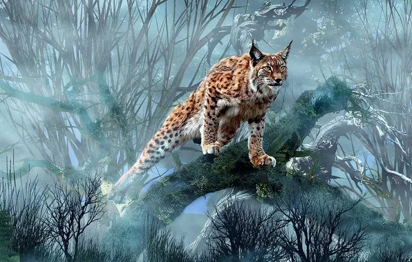 Picture cat, predator, bobcat