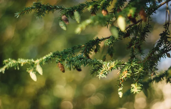 Picture needles, branches, tree, bumps