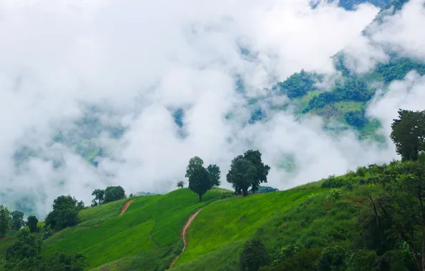 Forest, summer, clouds, trees, mountains, nature, fog, hills