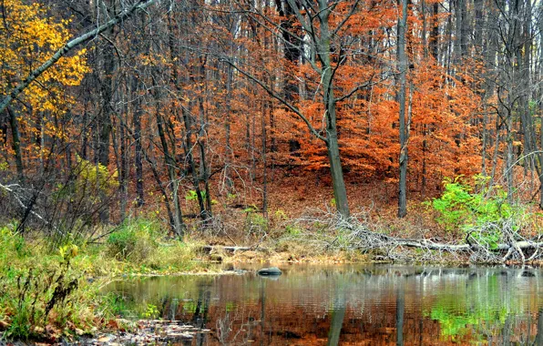 Autumn, forest, trees, pond, reflection
