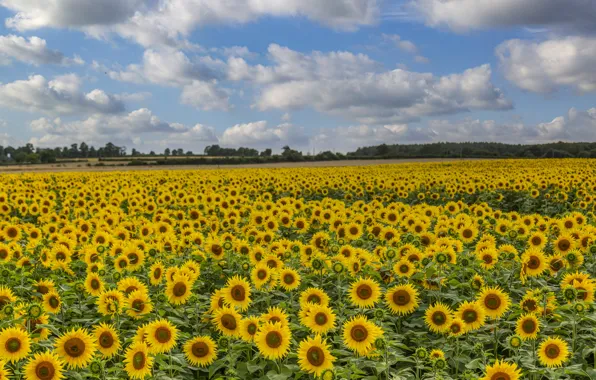 Picture field, summer, sunflowers, flowers