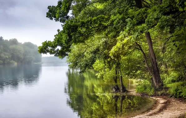 Picture trees, nature, river