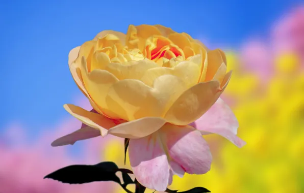 Flower, macro, rose, yellow