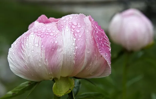 Pink peony, drops, Bud of peony