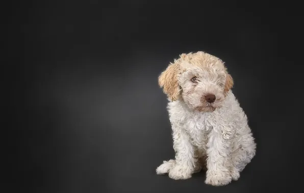 Background, each, dog