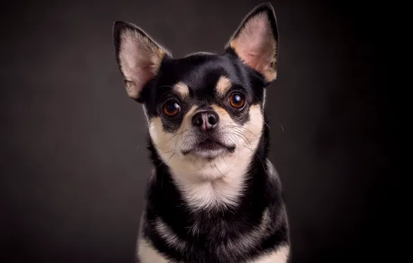 The dark background, portrait, dog, Chihuahua, toy Terrier, Chihuahua