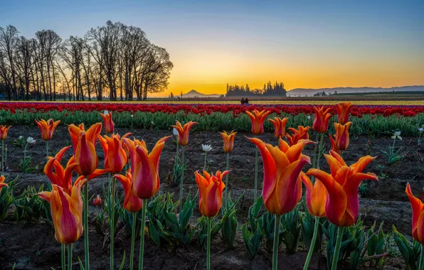 Field, the sky, trees, flowers, spring, dal, morning, tulips