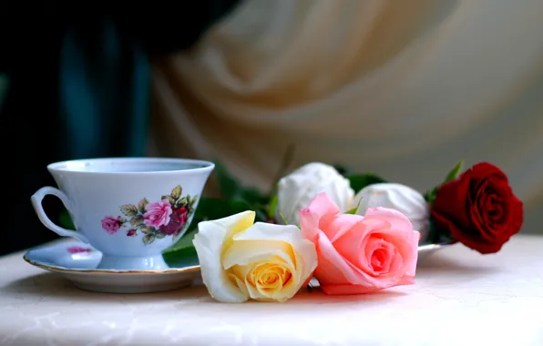 Roses, Three, Cup, marshmallows
