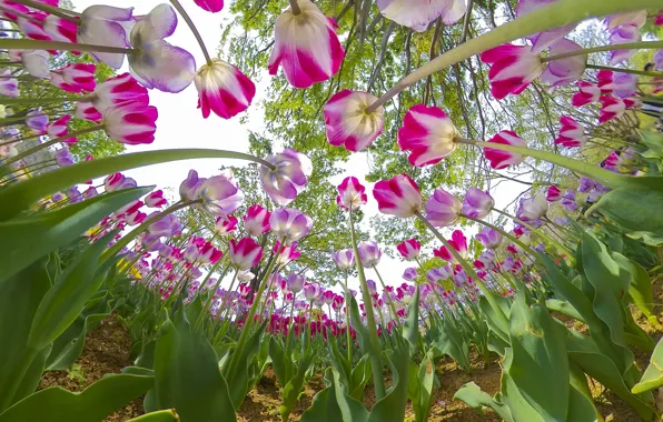 Greens, the sky, trees, flowers, branches, Park, stems, foliage