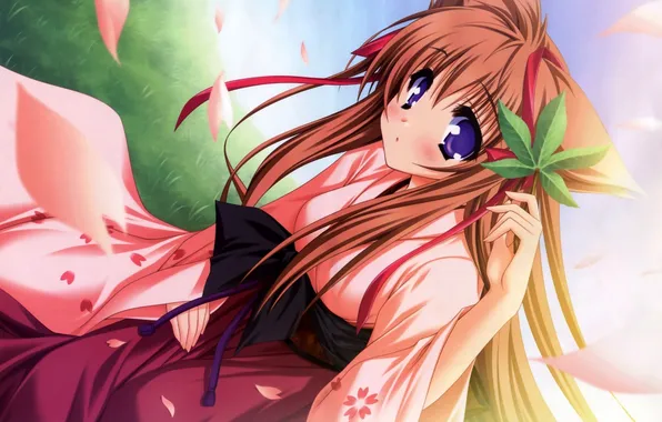 Picture leaf, Sakura, the girl in Kim