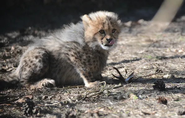 Language, cat, Cheetah, cub, kitty