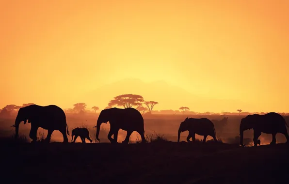 Picture night, elephants, africa, stove, baby elephant