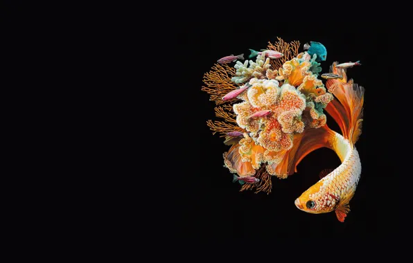 Fish, art, reef, coral, Lisa Ericson