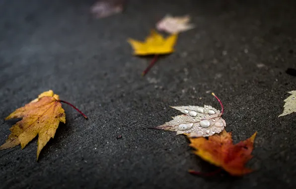 Autumn, leaves, water, drops, macro, leaves