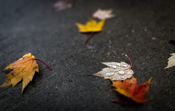 Picture autumn, leaves, water, drops, macro, leaves