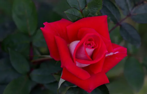 Rose, petals, Bud, scarlet