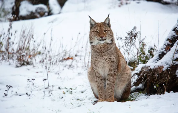 Winter, look, snow, nature, pose, stump, the snow, lynx