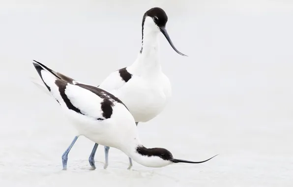 Picture bird, beak, pair, pied Avocet