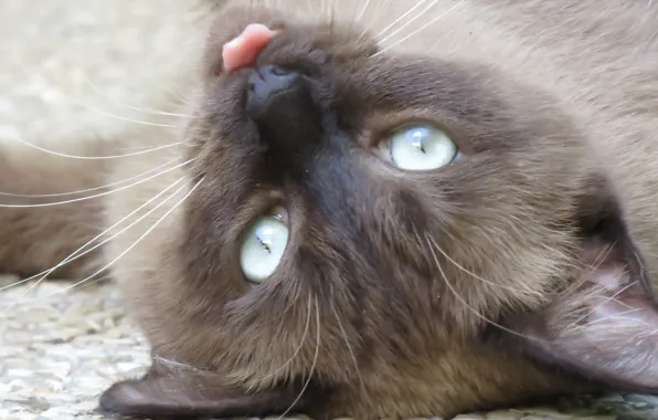 Muzzle, lying on her back, Siamese cat, stuck out his tongue