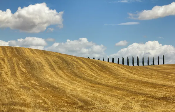 Field, autumn, trees, hills, Italy, Tuscany