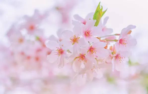 Flowers, cherry, blur, branch, spring, gentle, pink, light background