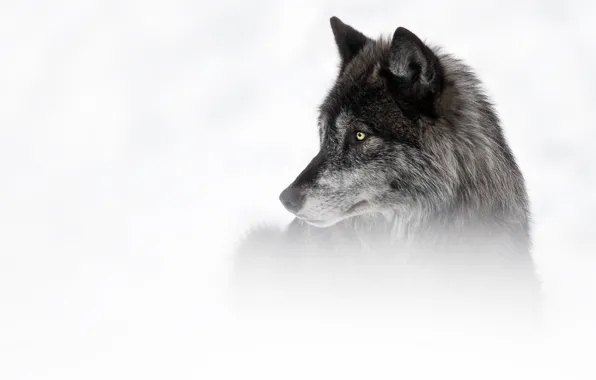 Winter, look, face, snow, grey, black, wolf, portrait