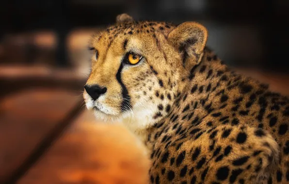 Picture look, face, pose, the dark background, portrait, Cheetah, wild cat