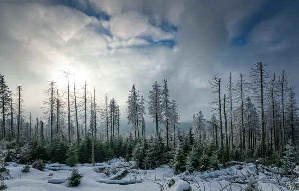 Picture winter, forest, nature
