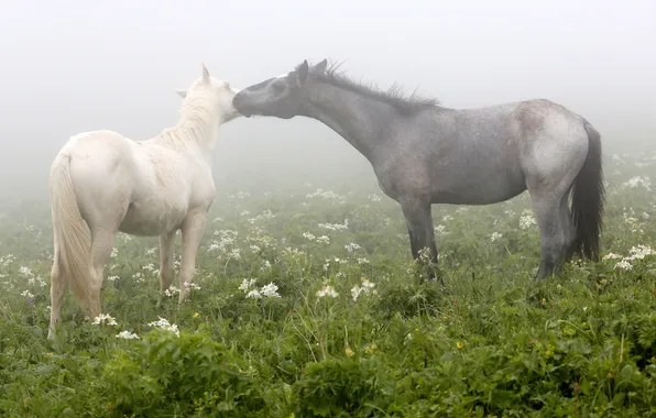Picture field, fog, horses