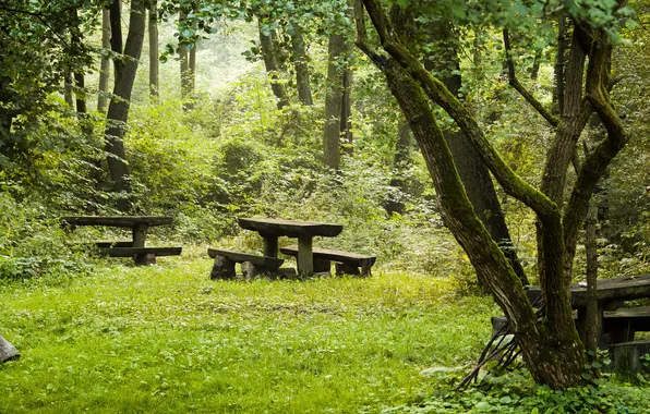 Photo, Nature, Grass, Bench, Forest