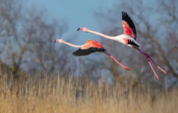 Field, grass, flight, birds, two, wings, pair, a couple