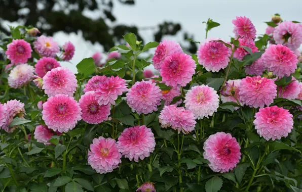 Color, beauty, petals, flowering, dahlias