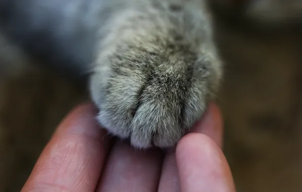 Wallpaper Cat, Macro, Background, Paw, Hand Images For Desktop, Section 