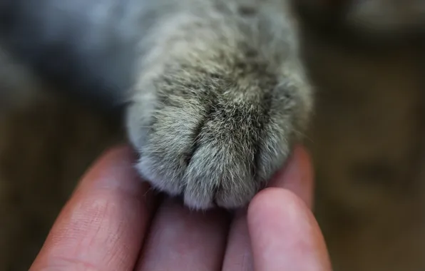 Picture cat, macro, background, paw, hand