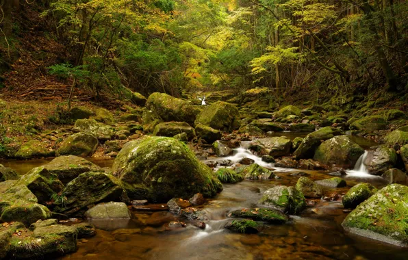 Picture autumn, forest, leaves, trees, stream, stones, moss