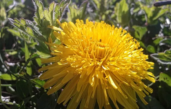 Summer, grass, dandelion