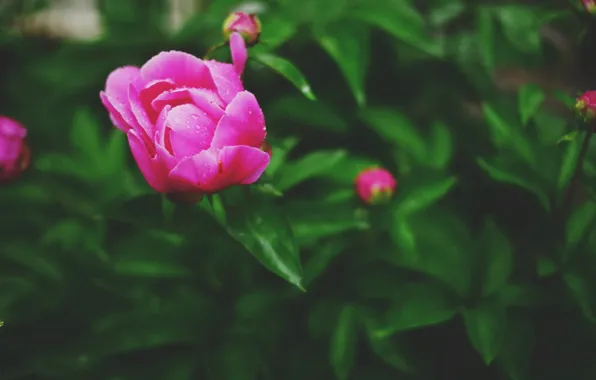 Flower, petals, peony