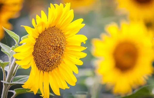 Macro, sunflower, bokeh