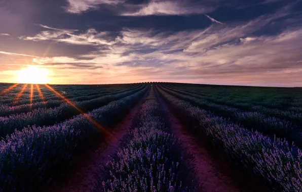 Field, the sky, the sun, clouds, rays, light, landscape, sunset