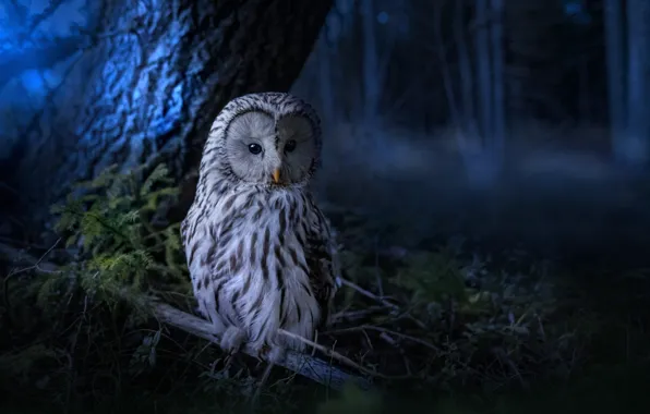 Picture forest, trees, night, nature, owl, bird