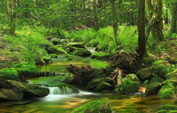 Water, Nature, Trees, River, Forest, Stones, Stream, Moss