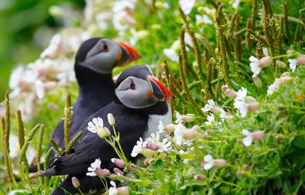 Picture grass, look, flowers, birds, Rosa, spikelets, pair, puffin