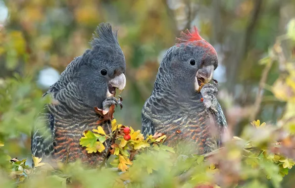 Leaves, birds, branches, berries, two, fruit, pair, parrots