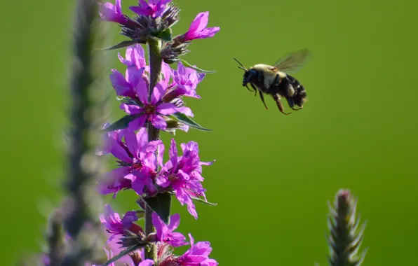 Picture flower, bee, plant, insect, bumblebee