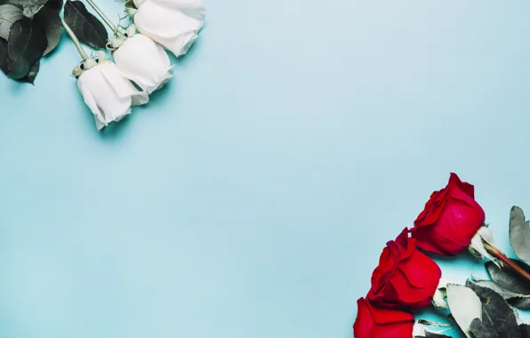 Flowers, red, roses, bouquet, red, love, white, white