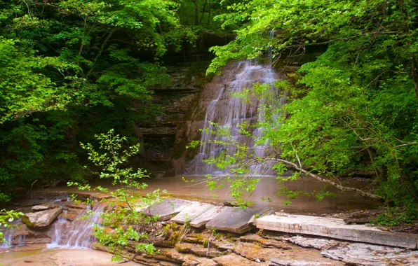 Greens, forest, water, freshness, nature, green, waterfall, spring