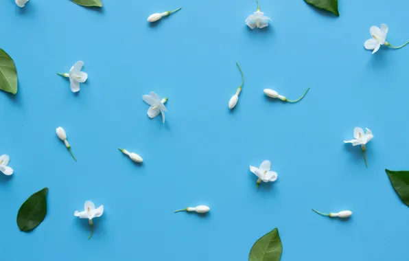 Flowers, background, white, white, flowers, tender