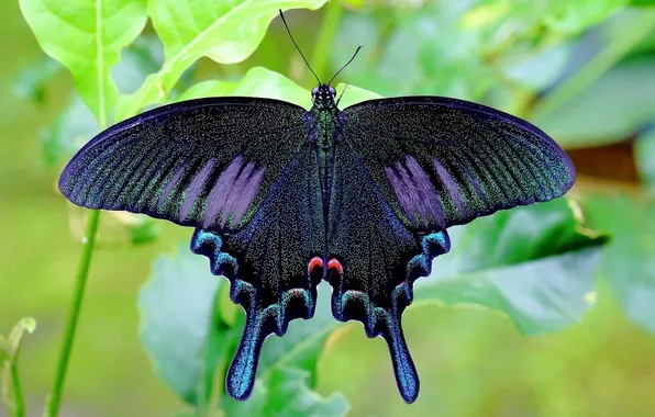Leaves, microsemi, butterfly, wings, insect, beautiful, closeup